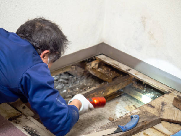 Office Mold Removal Services in Dunmore, PA