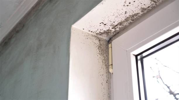 Mold Removal Process in Dunmore, PA