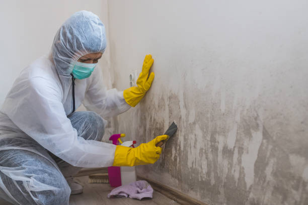 Best Certified Mold Removal  in Dunmore, PA
