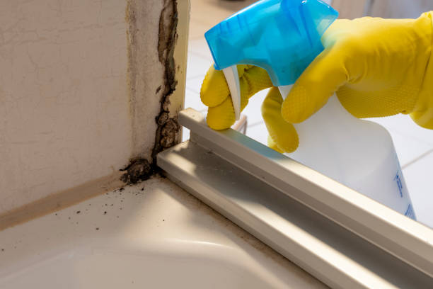 Professional Mold Removal in Dunmore, PA