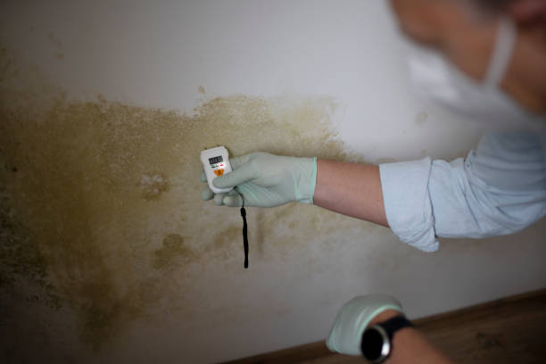 Best Crawl Space Mold Removal  in Dunmore, PA