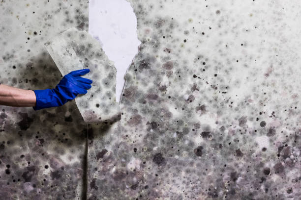 Best Fast Mold Removal  in Dunmore, PA
