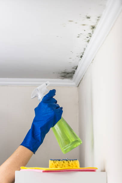 Best Home Mold Removal  in Dunmore, PA